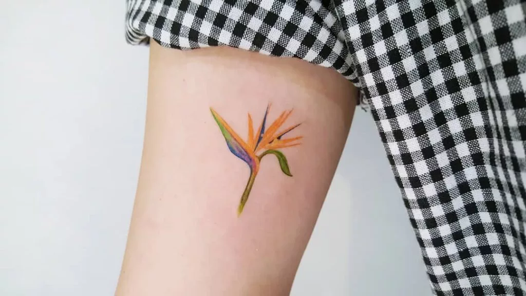 bird of paradise tattoo