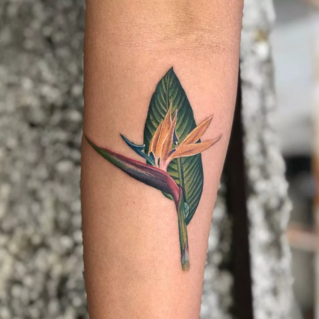 bird of paradise tattoo